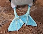 Galapagos Islands, The feet of male Blue-footed boobys are a more sea-green colour than females.