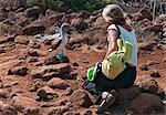 Les îles Galapagos, un fou à pieds bleus sur l'île Seymour Nord montre sans crainte d'un visiteur.