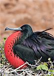 Galapagos Islands, A frigatebird on North Seymour island inflates his red pouch to attract a mate.