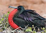 Galapagos Islands, A frigatebird on North Seymour island inflates his red pouch to attract a mate.