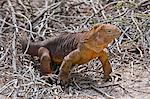 Galapagos Islands, A land iguana on North Seymour island.