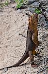 Galapagos Islands, A land iguana on North Seymour island stands on its hind legs to feed.