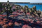 Galapagos Islands, Huge cactus trees and red sesuvium grow on the otherwise barren island of South Plaza.