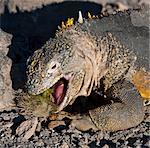 Les îles Galapagos, un iguane terrestre sur l'île de South Plaza se nourrit une figue de barbarie.
