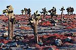 Aux îles Galapagos, arbres énormes cactus et sesuvium rouge poussent sur l'île sinon stérile de South Plaza.