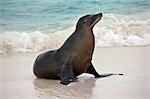 Galapagos Islands, A Galapagos sea lion on the sandy beach of Espanola island.