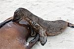 Galapagos-Inseln, A Galapagos Seelöwe Welpen Spanferkel seiner Mutter auf der sandigen Strand von Espanola-Insel.