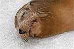 Galapagos Islands, A Galapagos sea lion sleeps on the sandy beach of Espanola island.