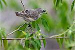 Îles Galápagos, un support d'arbre finch qui est endémique de l'île de Floreana.