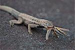 Galapagos Islands, A lava lizard with a painted locust in its mouth. Fernandina Island.