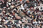 Galapagos Islands, A hermit crab conceals itself among shell fragments on Fernandina Island.