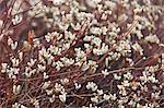 Galapagos Islands, The herbaceous plant Alternanthera spp. growing on Santiago island.