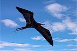 Galapagos Islands, A magnificent frigatebird in flight off Bartolome Island.