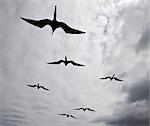 Galapagos Islands, Frigatebirds in flight off Bartolome Island.