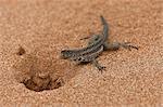 Îles Galápagos, un lézard de lave sur l'île de Bartolome.