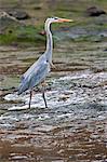 Galapagos Islands, A great blue heron wades in shallow water off Bartolome Island.