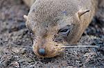 Galapagos-Inseln, A Galapagos Seebär ruhen auf Lava Felsen auf der Insel Santiago.