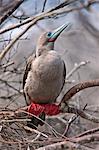 Galapagos Islands, A red-footed booby on Genovese Island which harbours the largest colony of these boobies in the world.