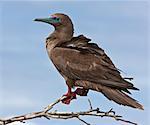 Galapagos Islands, A red-footed booby on Genovese Island which harbours the largest colony of these boobies in the world.