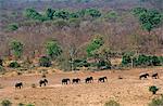 Ghana,Northern region,Mole National Park. Elephants in Mole National Park.