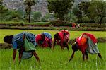 Village women tend rice paddies near Gingee fort