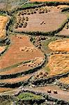 Harvesting in the Tangyar valley, Ladakh, North West India