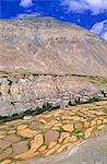 Village of Tangyar, Ladakh, North West India