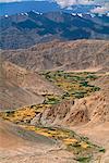 Irrigated, farmland in the Indus Valley, Ladakh, North West India