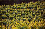 Vignes dans la campagne toscane typique au coucher du soleil