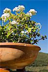 Italy,Tuscany,Petroio. Terracotta pot with white geraniums.