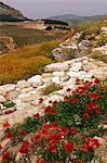 Italie, Sicile, Segesta. Segesta est une ville antique abandonnée située dans la province de Trapani, à 74 kilomètres au sud-ouest de Palerme. Ségeste a été une des rares villes siciliennes fondées par les élymes, un des peuples autochtones ce qu'on appelle de la Sicile. On croit que le temple a été construit entre-420 et 430.