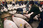 Tsukiji Fish Market tuna fish being auctioned