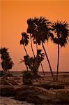 Playa del Carmen, Mexico. A sunset shot of palm trees swaying in the breeze