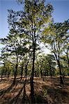 Malawi, obere Shire-Tal, Liwonde Nationalpark. Entdecken Sie den trockenen Mopane-Wald des Shire-Flusses an der Grenze.