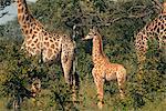 Famille de girafe, Province de Limpopo, Afrique du Sud