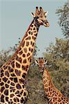 Famille de girafe, Province de Limpopo, Afrique du Sud