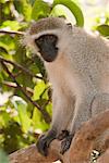 Vervet Monkeys, South Africa