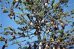 Fruit bats in tree, Peradeniya Botanic Gardens, Kandy, Sri Lanka