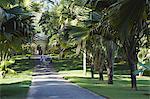 Avenue of double coconut trees (coco de mer) in Peradeniya Botanic Gardens, Kandy, Sri Lanka