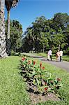 People walking along avenue of talipot palm trees, Peradeniya Botanic Gardens, Kandy, Sri Lanka