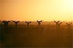 Tanzanie, Serengeti. Un petit troupeau d'alerte impala dans la brume matinale.