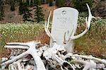 The Grave of Whitie Cox, miner in a rockfall 1954, Middle Fork of the Salmon River, Frank Church Wilderness, Idaho, U.S.A.