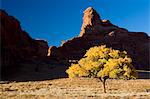 Utah, USA. Ein Baum Pappel im Navajo-Reservat in Monument Valley, Utah