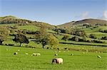 Pays de Galles, Clwyd. Un troupeau de moutons broutant dans une ferme avec la toile de fond les collines Clwydian