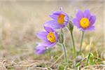 Pasque Flower, Wuerzburg, Franconia, Bavaria, Germany