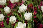 Tulpen, Mirabellgarten, Salzburg, Salzburger Land, Österreich