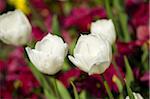 Tulpen, Mirabellgarten, Salzburg, Salzburger Land, Österreich