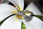 Close-Up of Wedding Rings on Flower