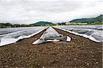 Landwirtschaftliche Kulturpflanzen bedeckt mit schweren Kunststoff, Elsbethen, Salzburg, Österreich