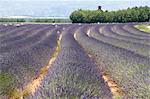 Lavendel, Feld, Provence.